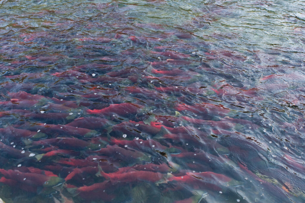 Alt Text: A group of salmon swim upstream in clear, rippling water, displaying their pink and red bodies beneath the surface.

A group of salmon swim upstream in clear, rippling water. Their pink and red bodies are visible beneath the surface, creating a vibrant pattern against the riverbed. / Un groupe de saumons remonte le courant dans une eau claire et ondulante. Leurs corps roses et rouges sont visibles sous la surface, créant un motif vibrant contre le fond de la rivière.