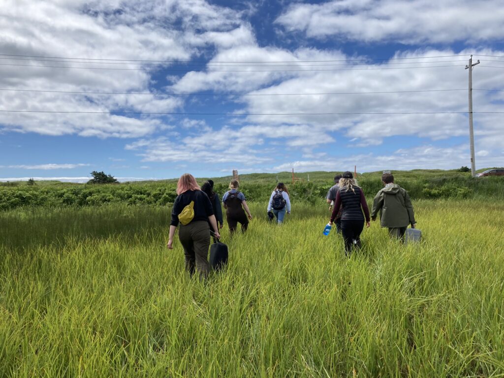 A group of people walking through a grassy wetland under a blue sky with scattered clouds, participating in a fieldwork activity. // Un groupe de personnes marchant dans une zone humide herbeuse sous un ciel bleu parsemé de nuages, participant à une activité de terrain.