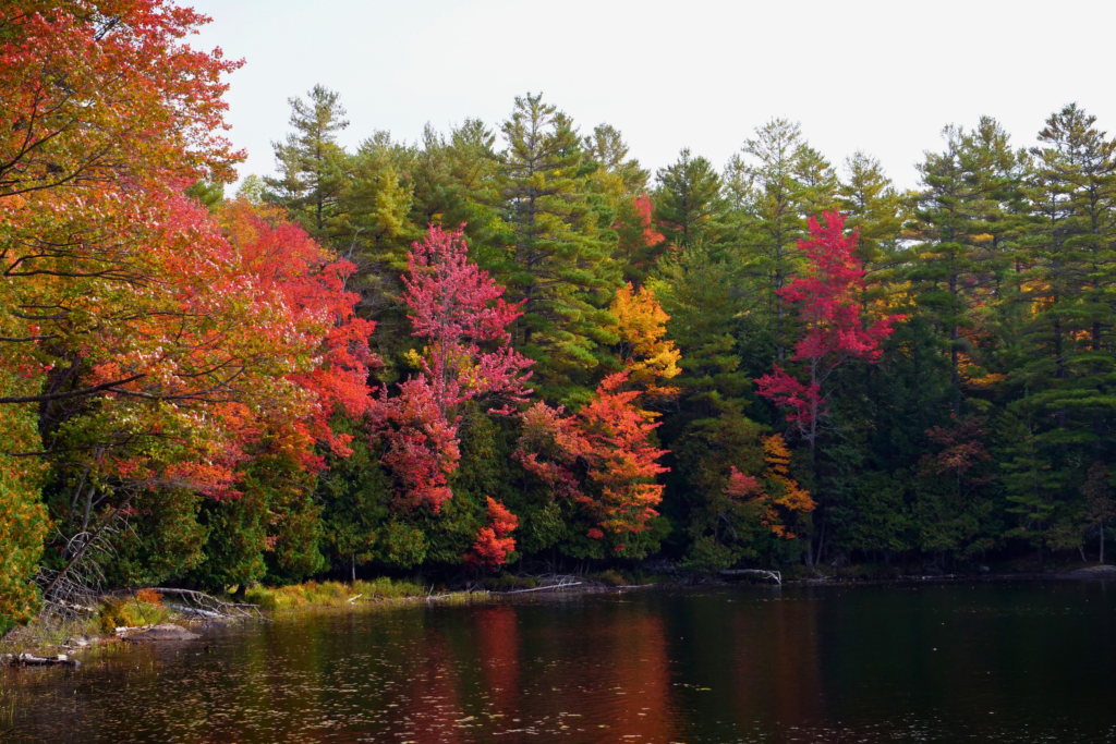 A serene lakeside scene with vibrant autumn foliage, featuring trees in shades of red, orange, yellow, and green reflecting on the calm water.