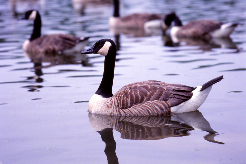 Photo of a number of Canada geese floating on water | Photo de plusieurs bernaches du Canada flottant sur l'eau